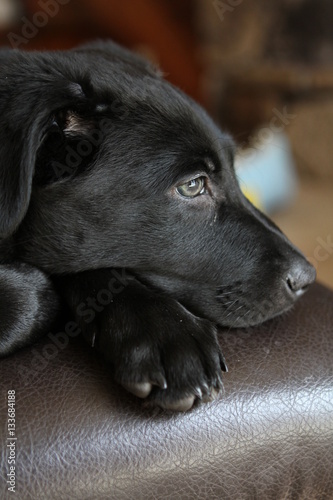 Puppy Side View