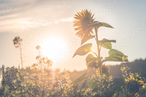 Fototapeta Naklejka Na Ścianę i Meble -  Sunflower in front of the Sun, Retro