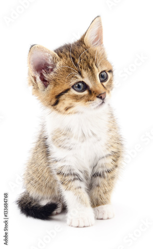 Kitten on white background.