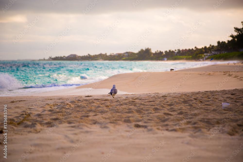 Carribean beach with blue sea horison line and sandy shore