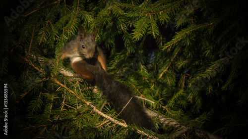 Squirrel showing off his long tail