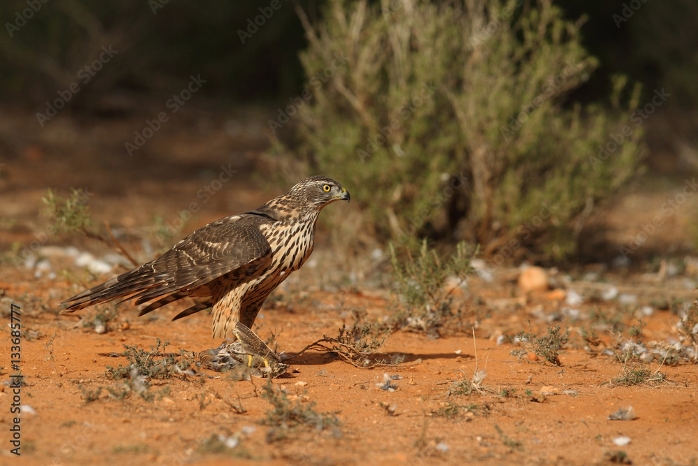 Fototapeta premium goshawk