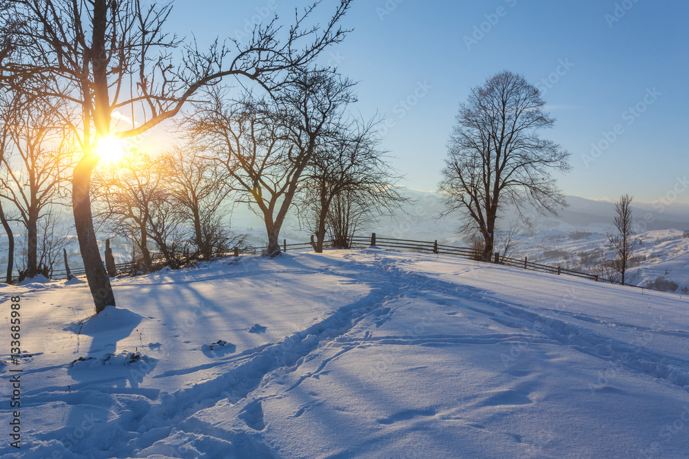 Obraz premium tree sky branch in forest winter