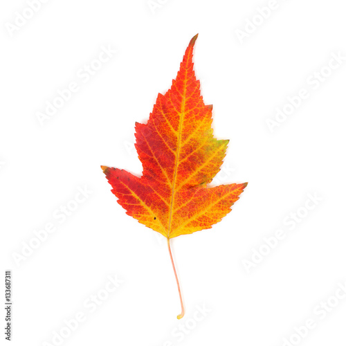 Maple leaf