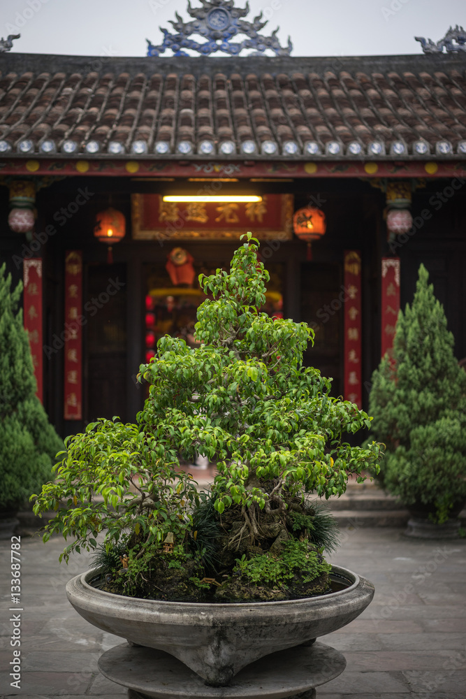 Obraz premium Traditional chinese temple. Close view of bonsai tree in temple square.