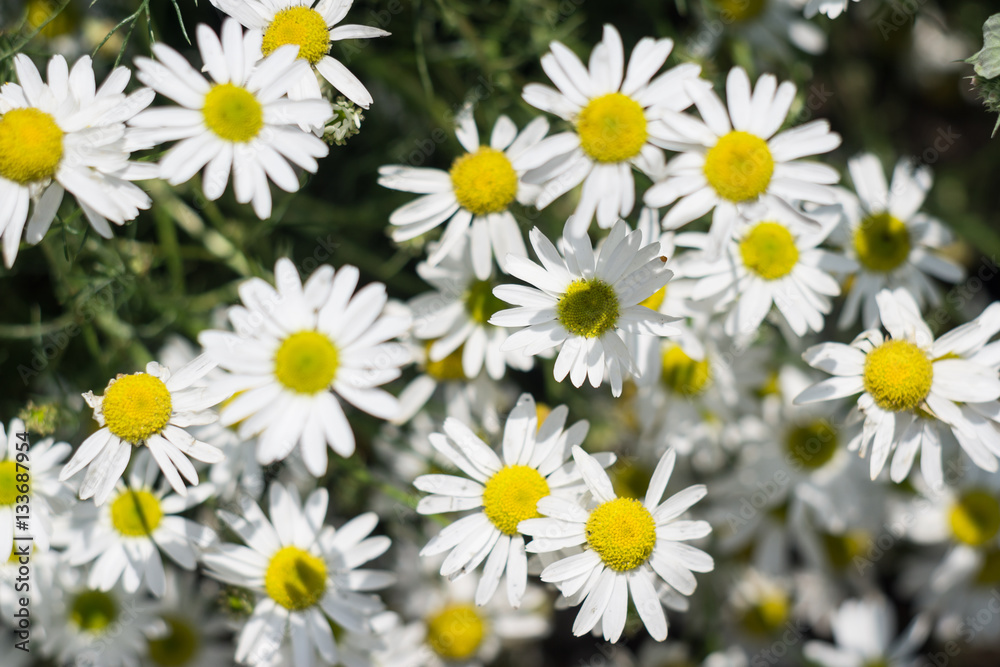 Chamomile field background