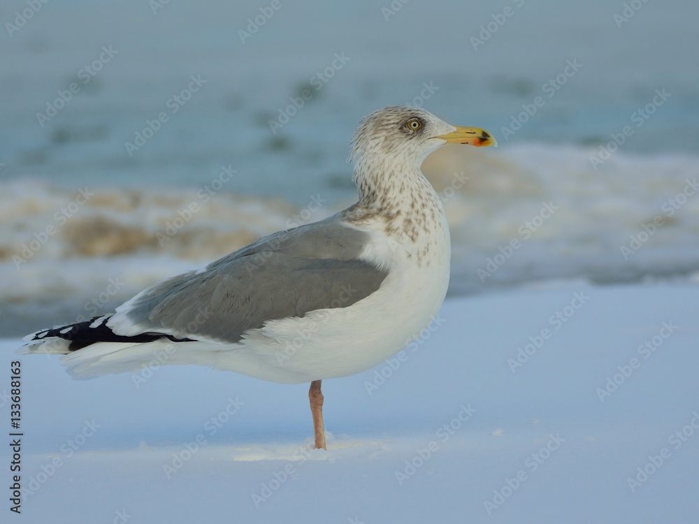 The European herring gull (Larus argentatus) standing on snow by a frozen sea The European herring gull (Larus argentatus) standing on snow by a frozen sea
