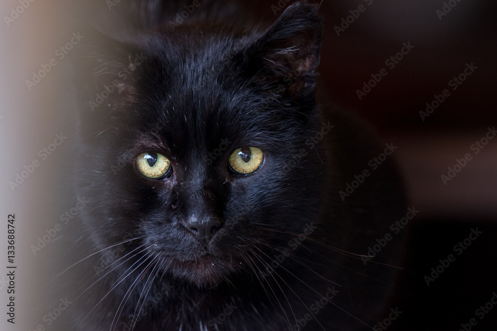 Katze Katze