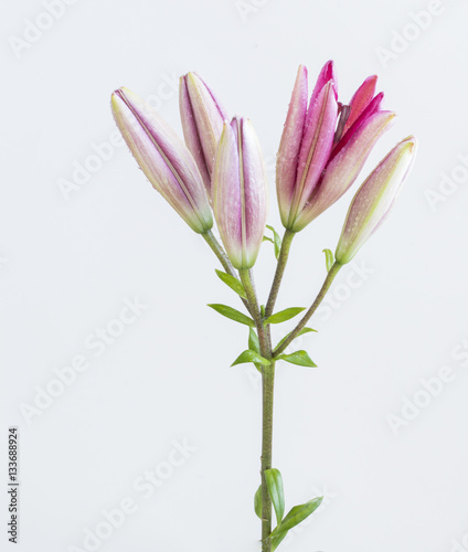Pink lilies bunch on white background © Supitchamcadam