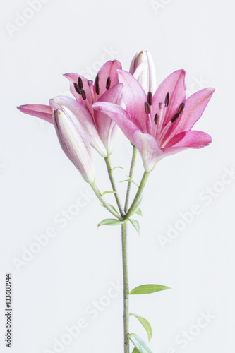 Pink lilies bunch on white background