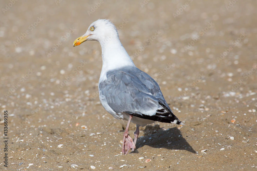 Möwe am Strand Möwe am Strand