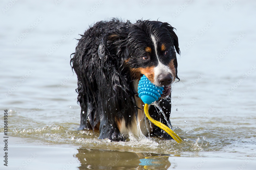 Spielender Hund am Strand Spielender Hund am Strand