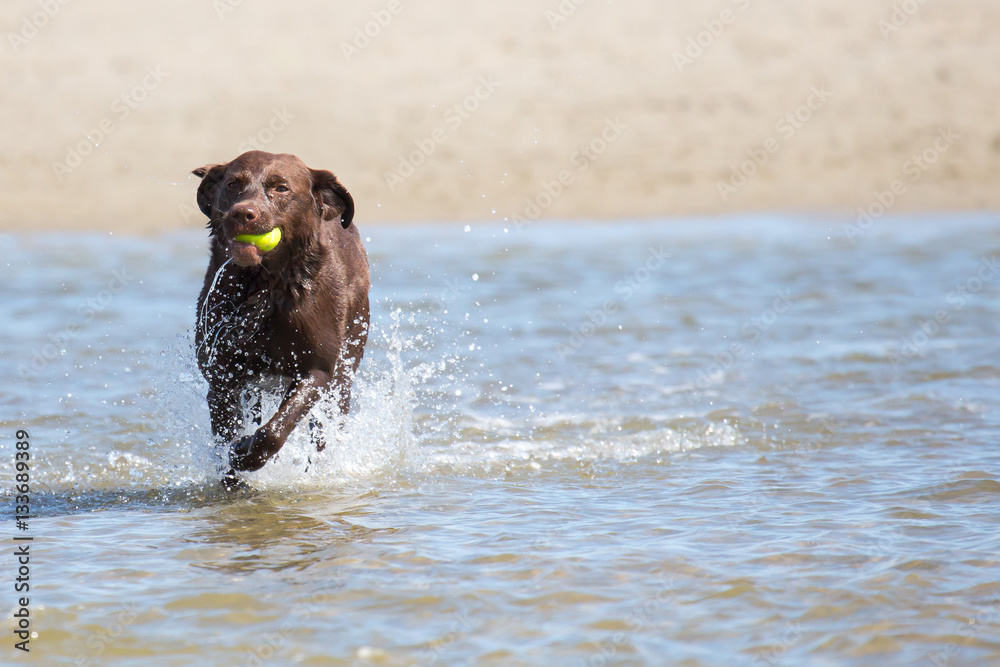 Fototapeta premium Spielender Hund am Strand