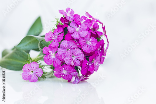 ianthus barbatus (Sweet William) pink flowers isolated on white photo