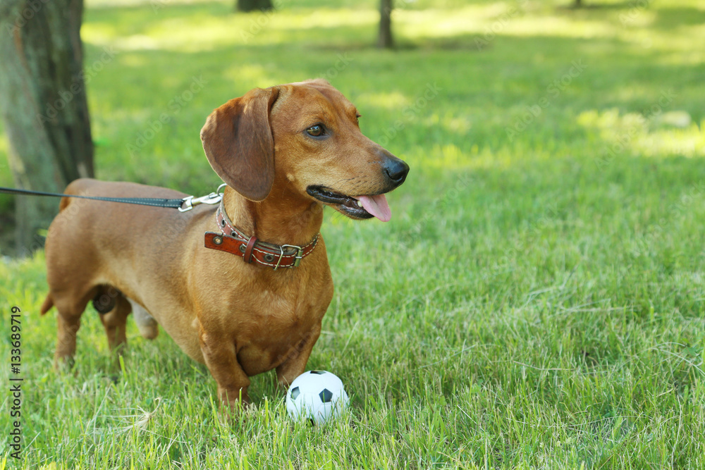 Beautiful dachshund dog in the garden, outdoor Beautiful dachshund dog in the garden, outdoor