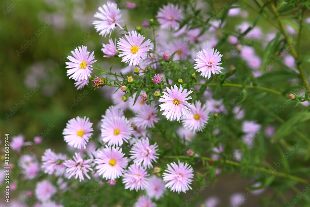 Beautiful spring flowers in the garden Beautiful spring flowers in the garden