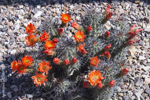 Beautiful blooming wild desert cactus flowers. photo