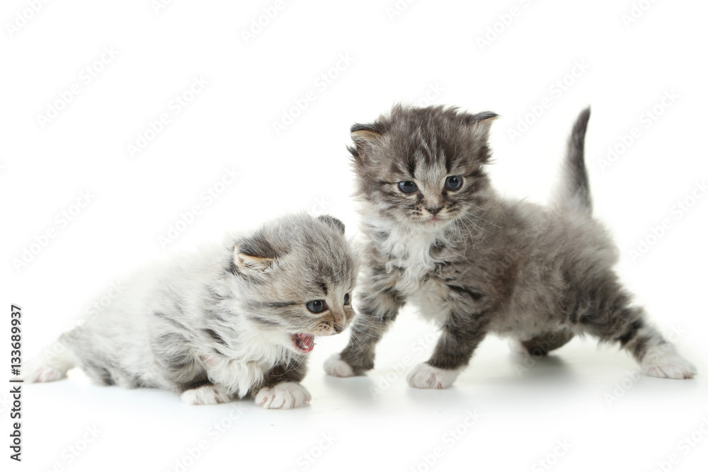 Obraz premium Small kittens isolated on white