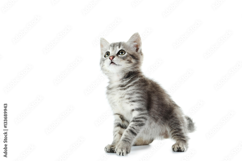 Beautiful cat isolated on white background