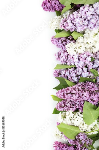 Beautiful lilac isolated on white