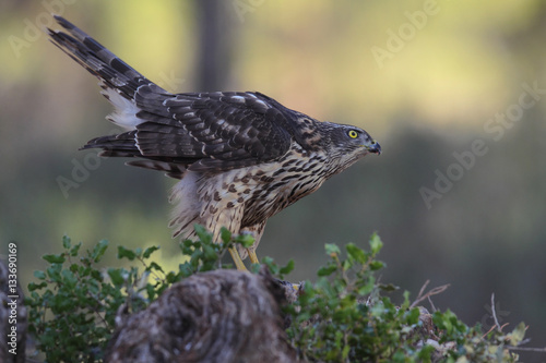 Goshawk