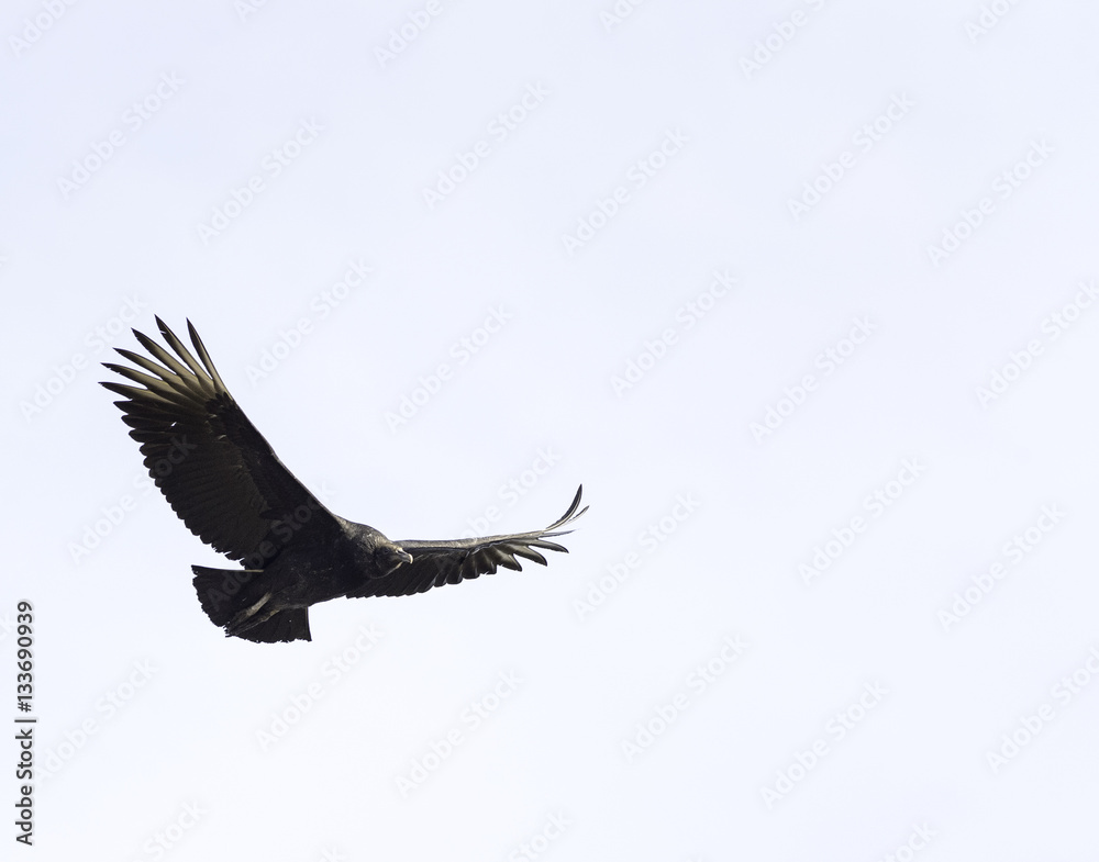Fototapeta premium Black Vulture New England