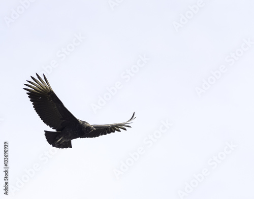 Black Vulture New England