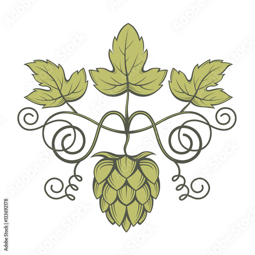 illustration of hops for brewing