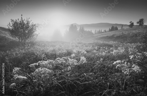 Carpathian bright morning. Black and white
