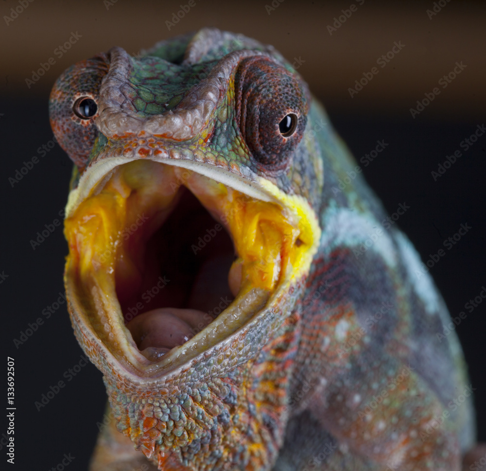 Panther Chameleon with open mouth Stock Photo Adobe Stock