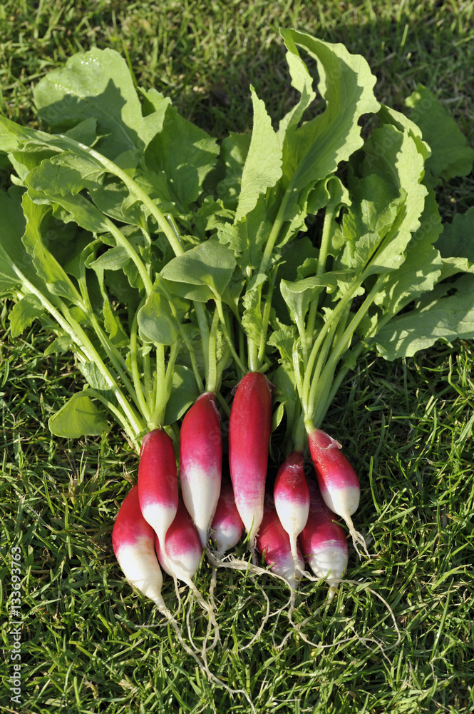 Radish