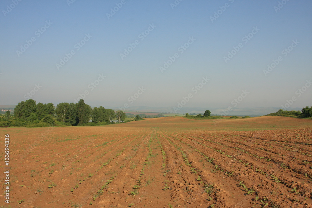 Furrows row pattern in a plowed field