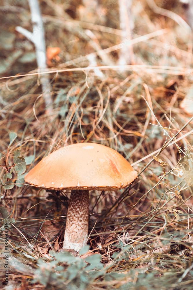 Fototapeta premium mushroom