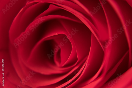 Extreme close up red rose bud