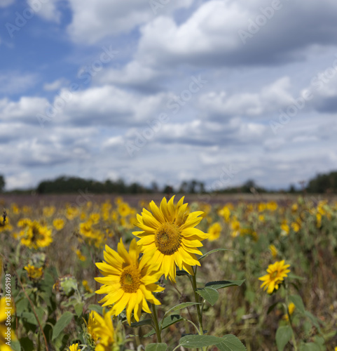 Sonnenblumen in der Heidelandschaft