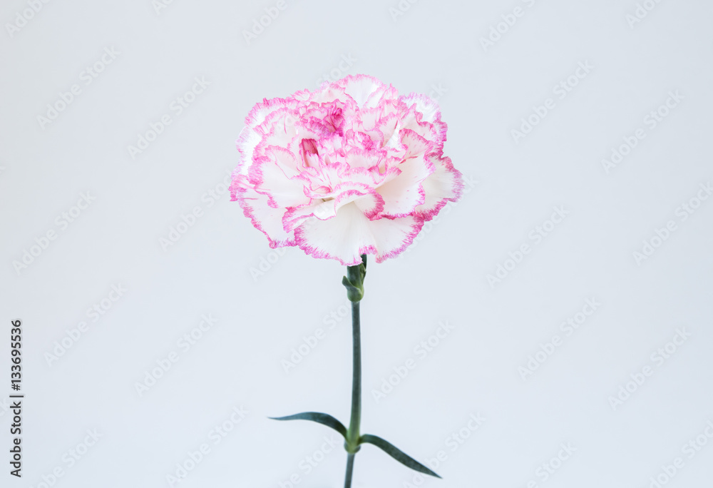 White and pink carnation on white backgrond. White and pink carnation on white backgrond.