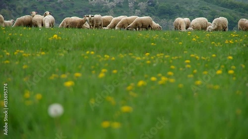 Flock of sheep grazes in a meadow in spring
