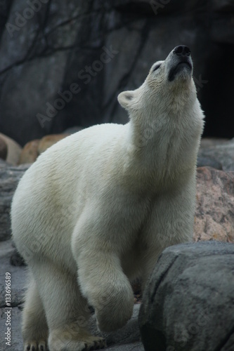Polar bear