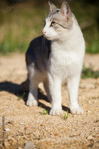 White grey cat