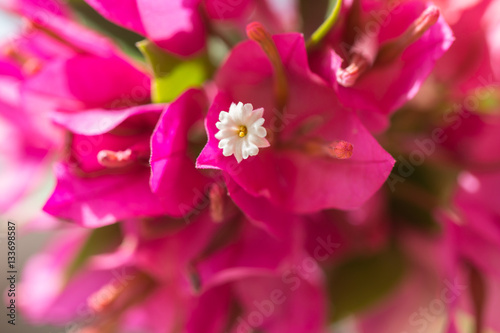 Beautiful bougainvillea flowers. photo