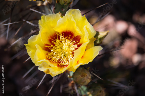 yellow cactus flowers in desert.