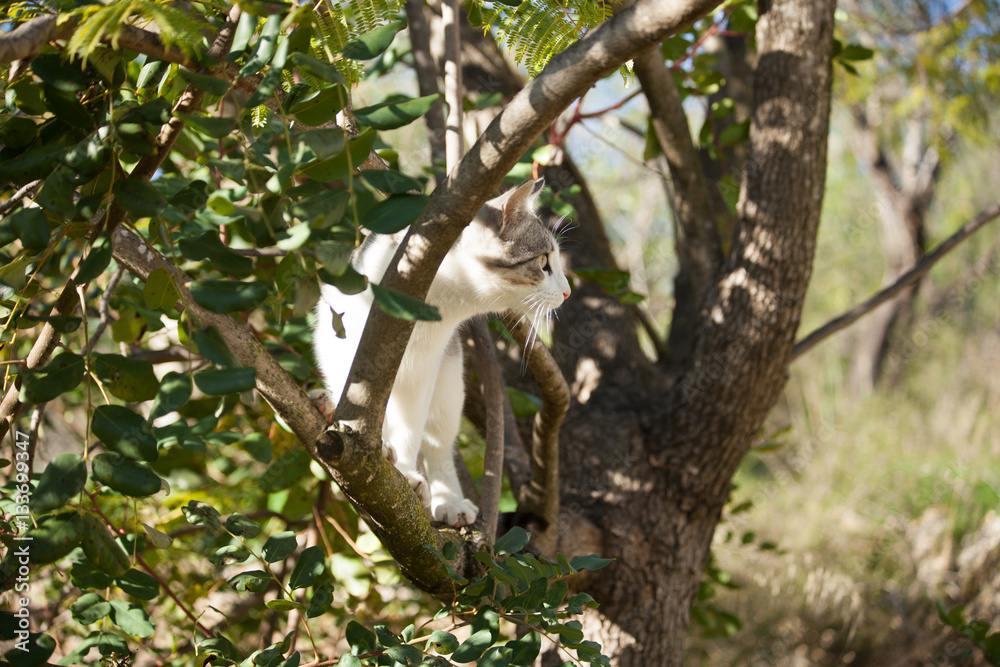 Obraz premium White grey cat