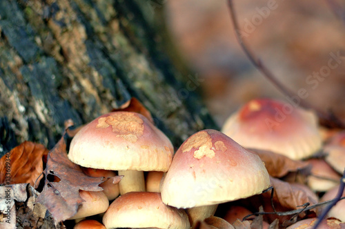 mushrooms 2