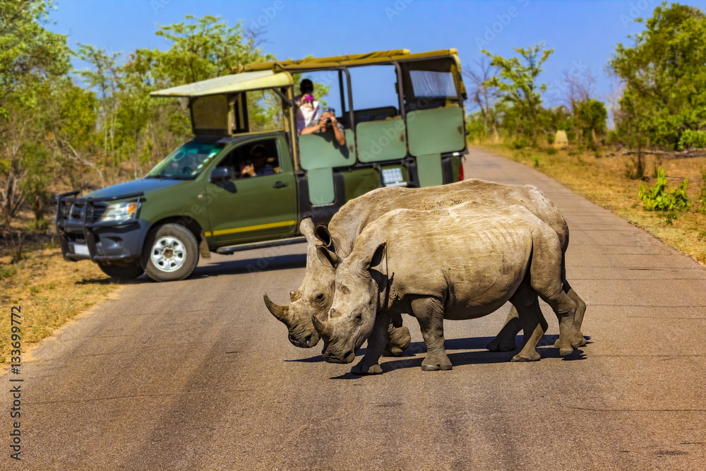 South Africa. Safari in Kruger National Park - White rhinos (subspecies south white rhinoceros, Ceratotherium simum simum). Selective focus in the foreground