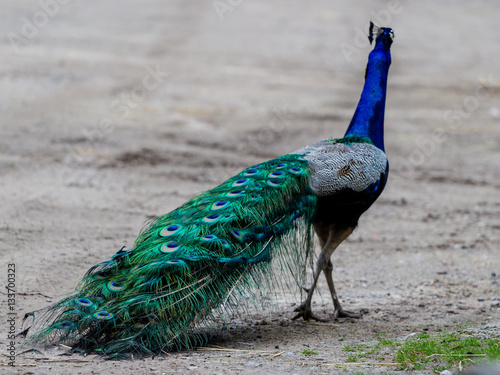 Pfau desinteressiert