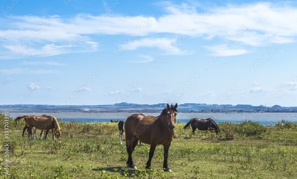 Brown horses grazing near the sea in Puglia (Italy) Brown horses grazing near the sea in Puglia (Italy)