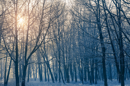Graphically winter forest and the sun shines through the branches of trees
