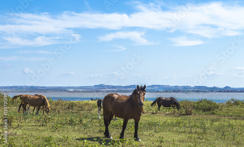 Brown horses grazing near the sea in Puglia (Italy)