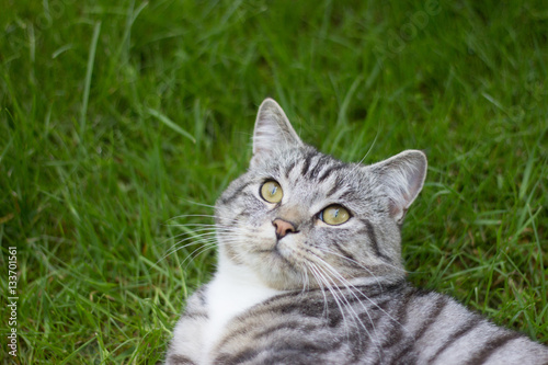 Wallpaper Mural Not Simons Cat Torontodigital.ca