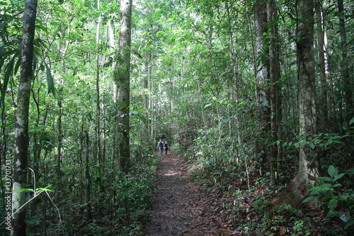 Guyane - Saül Dec 2016 - Forêt